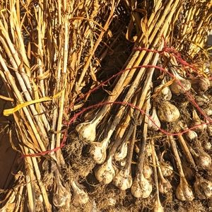 *RESERVED* Bag of Seed Garlic